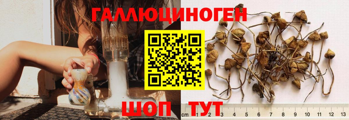 Псилоцибиновые грибы Psilocybine cubensis Богданович